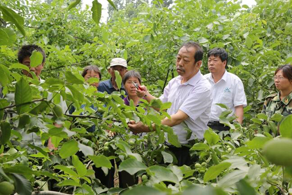 图为李保国在田间为田舍解说核桃栽培实用技术。